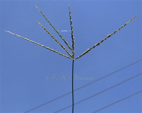  Inflorescence